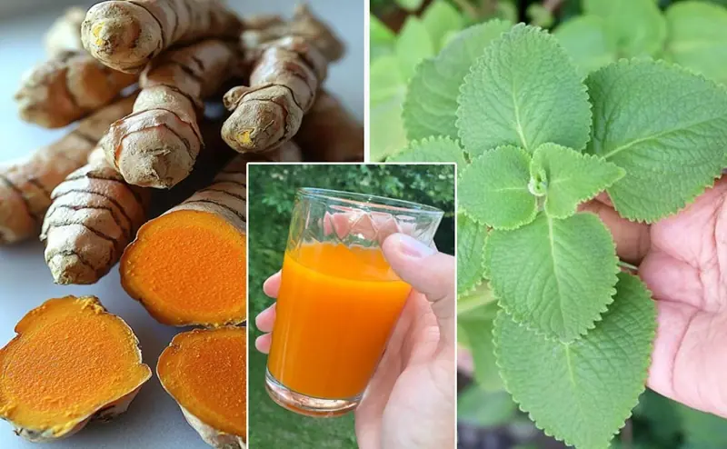 Turmeric, Cuban Oregano, and Banana Drink: Natural Remedy for High Blood Pressure, Diabetes, and Poor Circulation