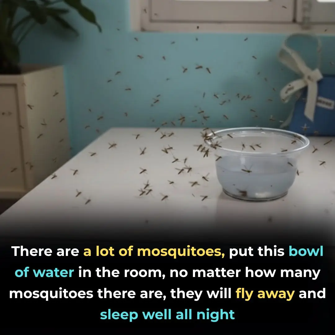 There are a lot of mosquitoes, put this bowl of water in the room, no matter how many mosquitoes there are, they will fly away and sleep well all night