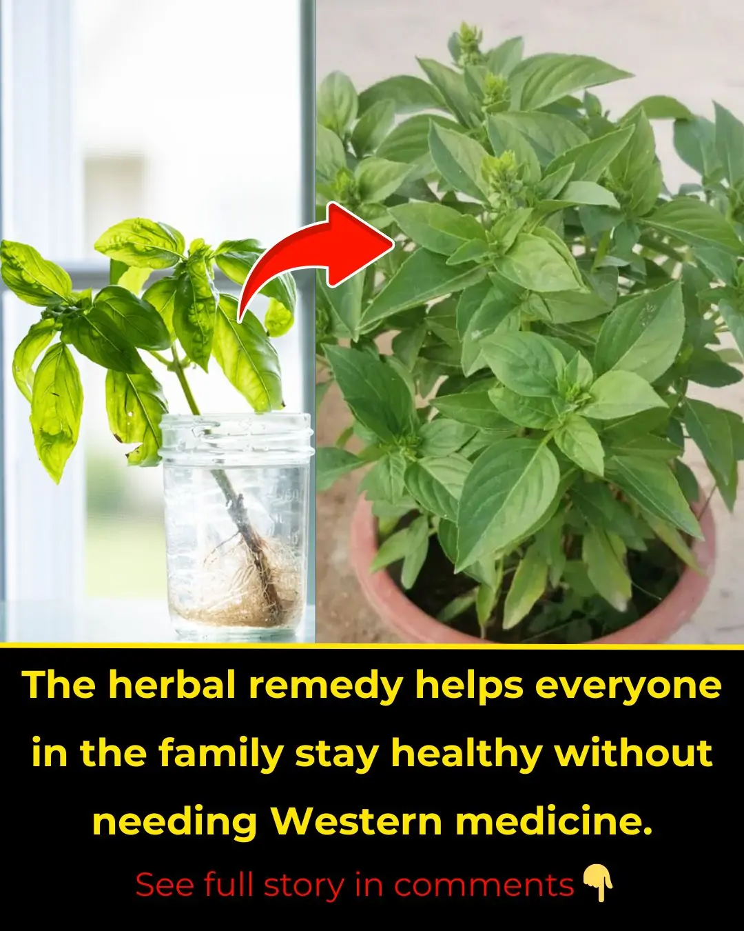 Herbs help prevent cancer, have 1 plant and the whole family will be healthy