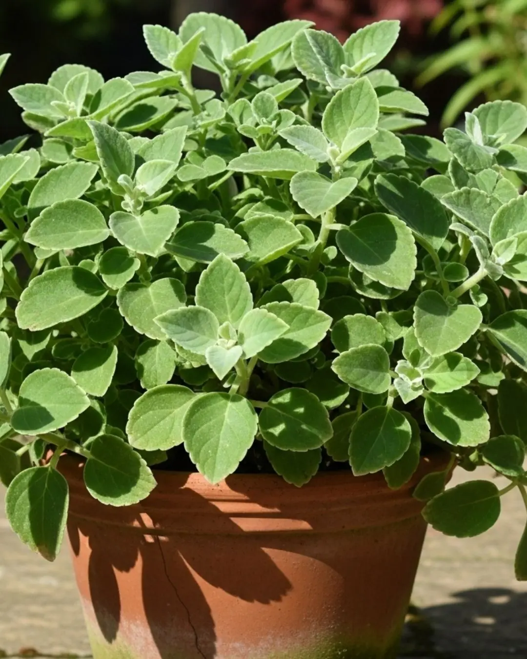 A Scientific Look at Oregano’s Role in Supporting Wellness