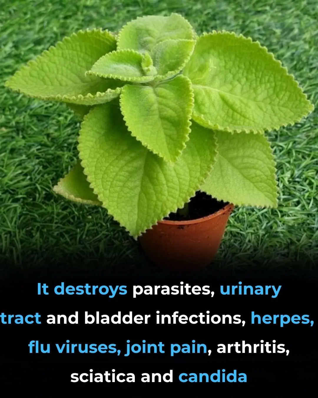 🌿 Oregano: Nature’s Small but Mighty Healer