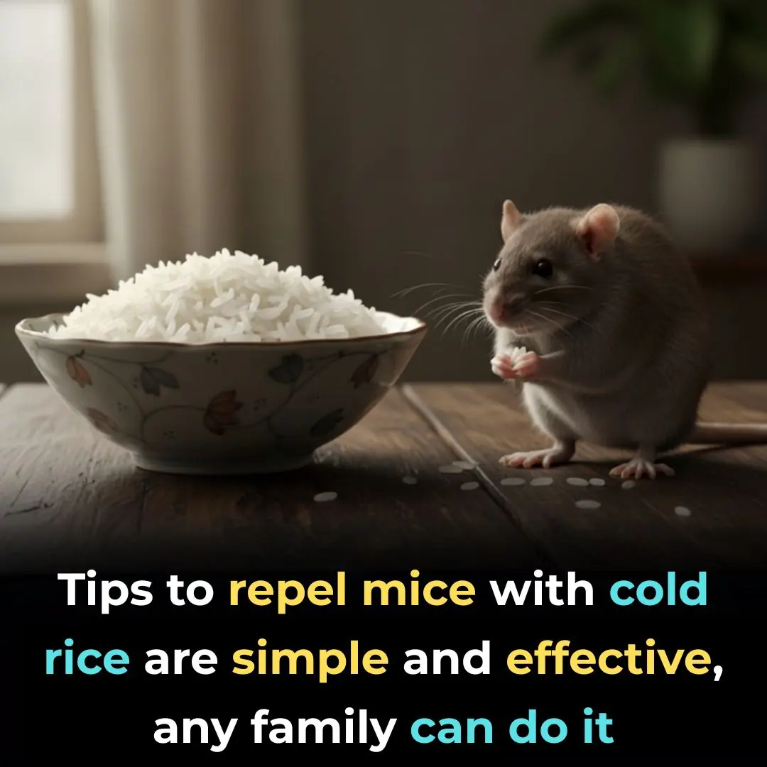 Simple and Effective Tips to Repel Rats Using Leftover Rice — Anyone Can Do It at Home