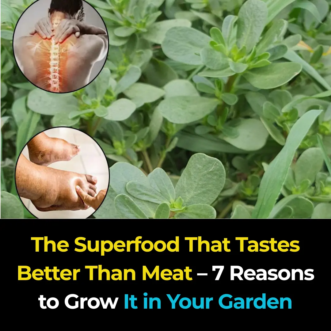 Purslane: The Superfood That Tastes Better Than Meat – 7 Reasons to Grow It in Your Garden