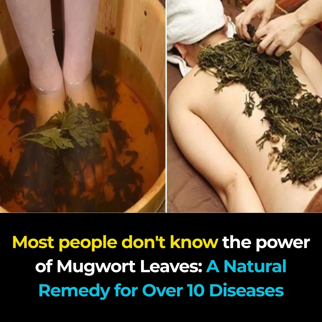 Mugwort Plant: Benefits, Properties, and Uses