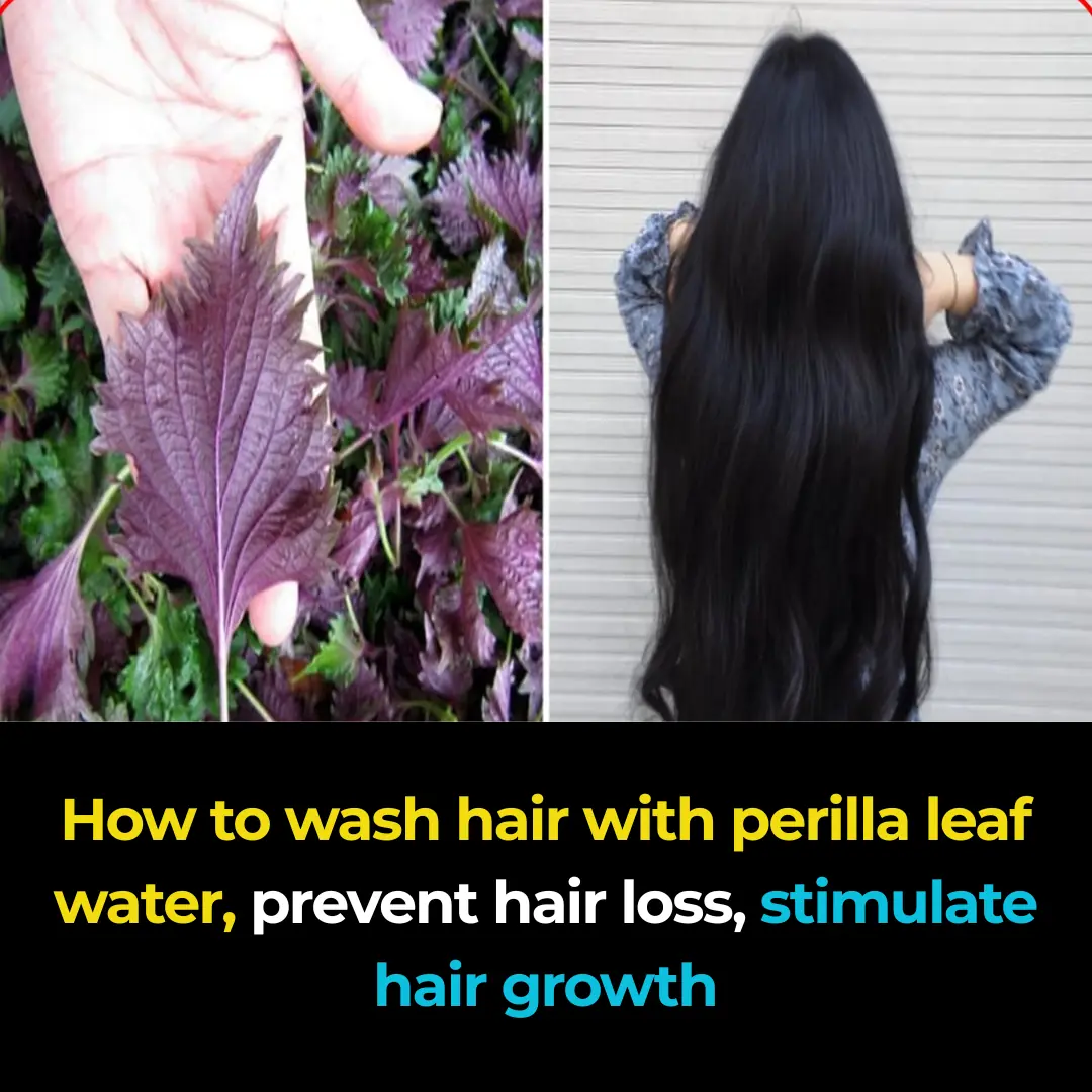 How to wash your hair with perilla leaf water to prevent hair loss and stimulate the growth of new hair.