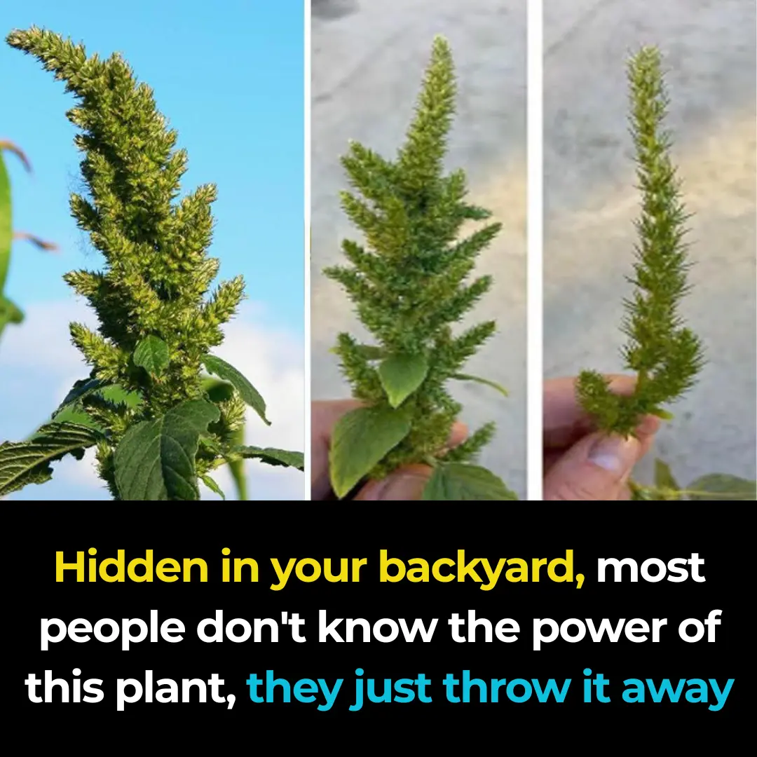 9 Things About Bledo Blanco (Amaranthus albus)