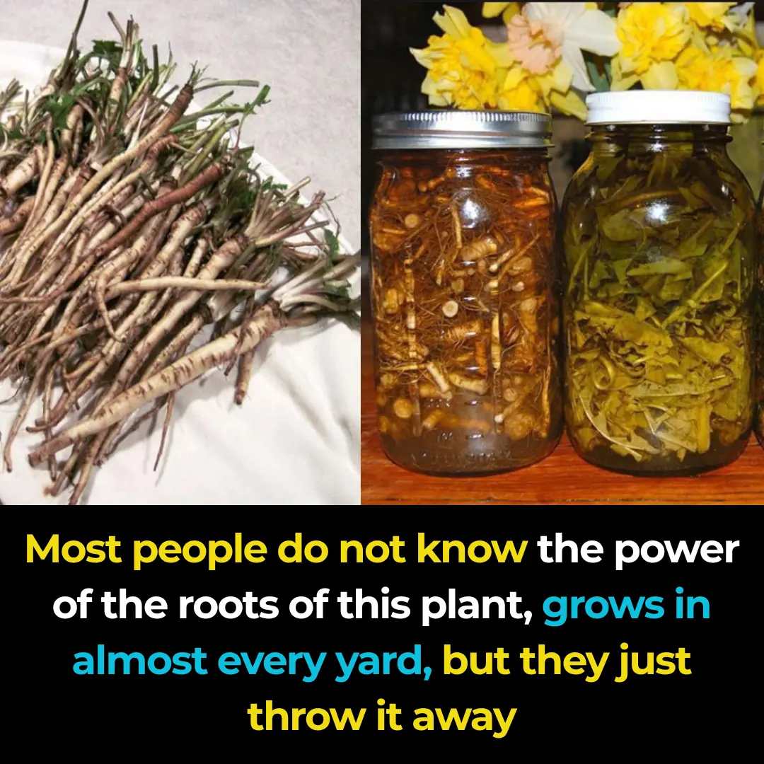 Dandelion roots are the most important part of the plant