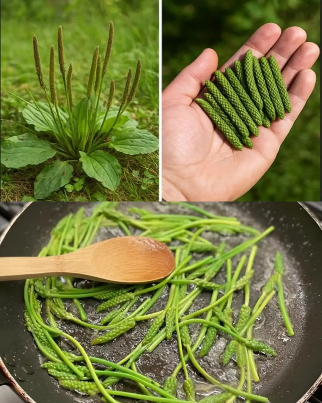 Broadleaf Plantain (Plantago major): Very Common, Very Powerful