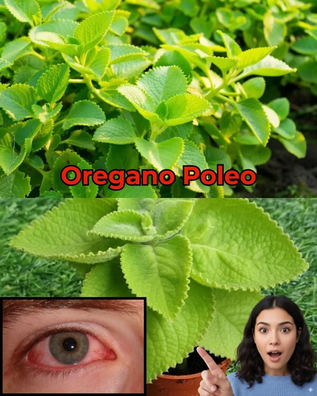 12 Potent Uses of Oregano Orejón for Health and Vision