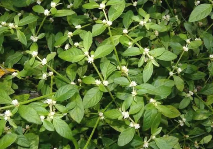 Sessile Joyweed (Alternanthera sessilis): 6 Incredible Health Benefits and How to Use It Naturally