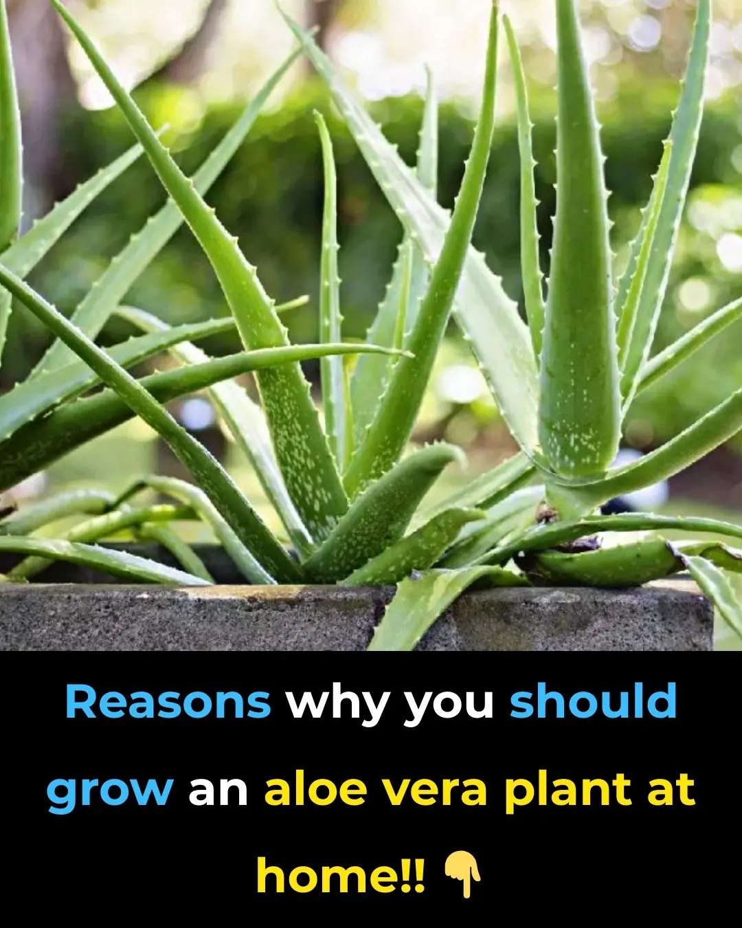 This is the reason why you should plant aloe vera in your home right away.