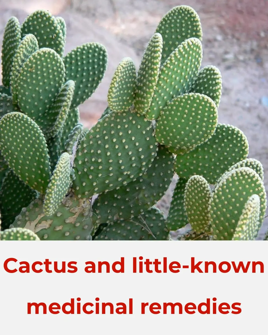 Cactus and little-known medicinal remedies
