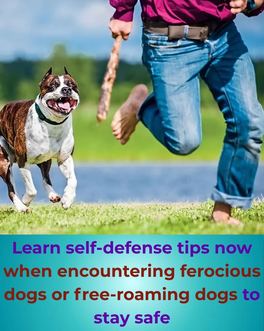 Tips for self-defense when encountering ferocious or loose dogs.