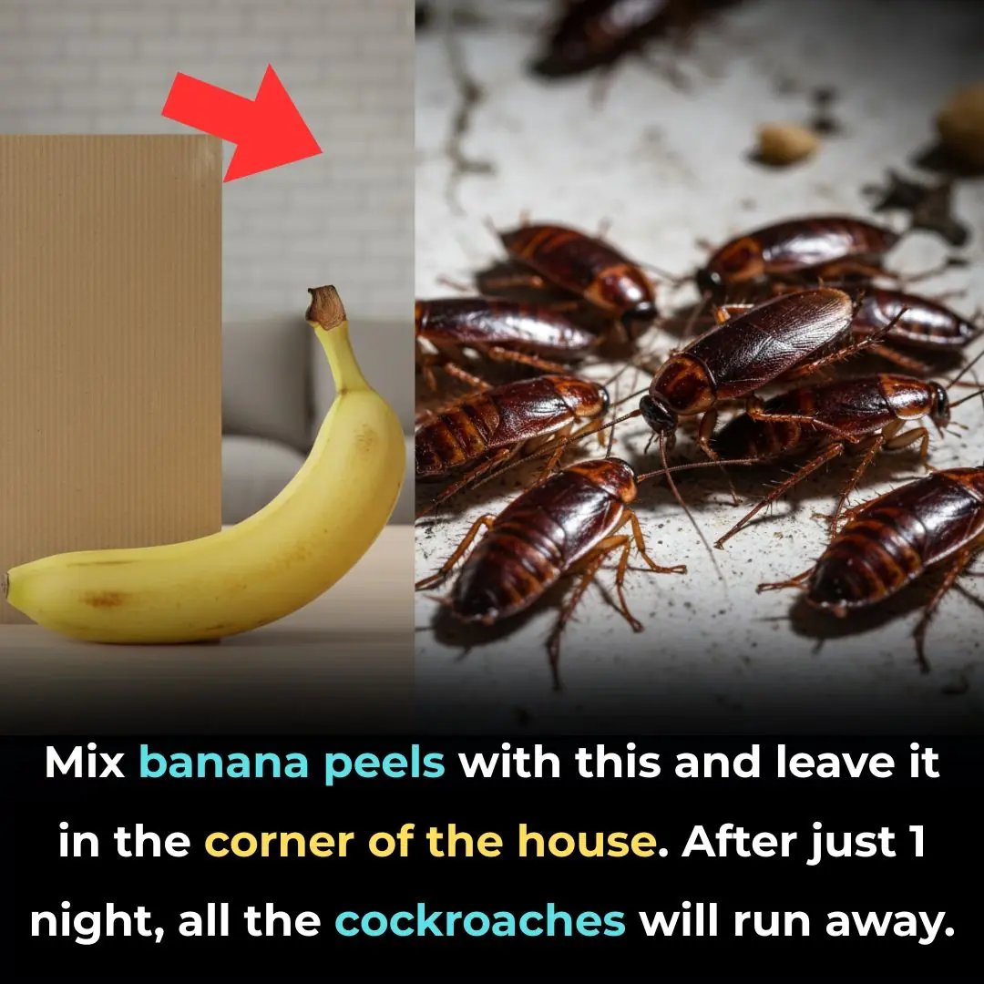 Mix banana peels with this and leave it in the corner of the house. After just 1 night, all the cockroaches will run away