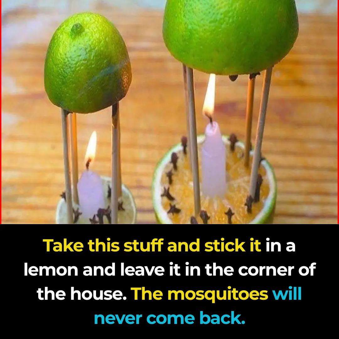 Insert this into a lemon and place it in the corner of your house — mosquitoes will be gone for good