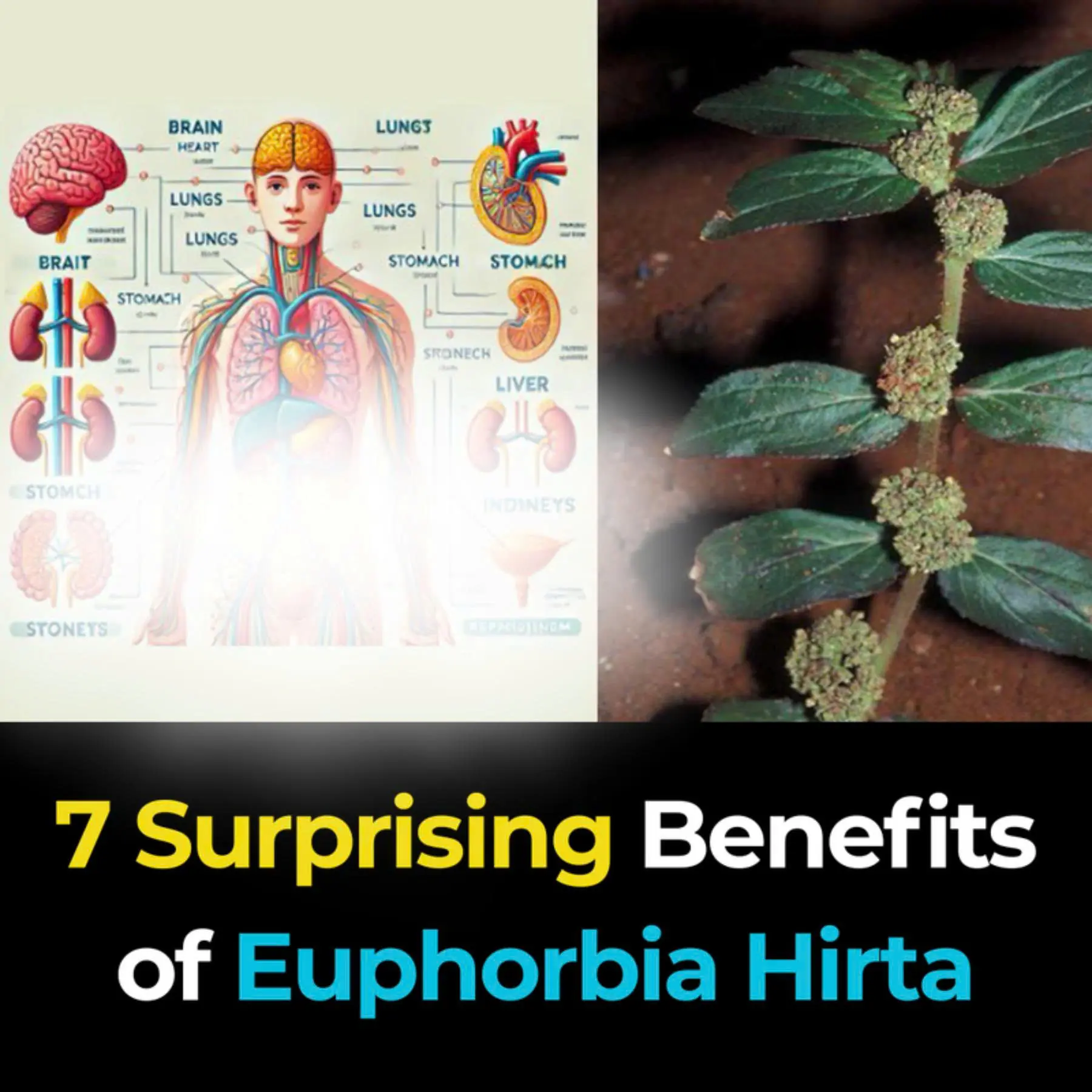 7 Surprising Benefits of Euphorbia Hirta