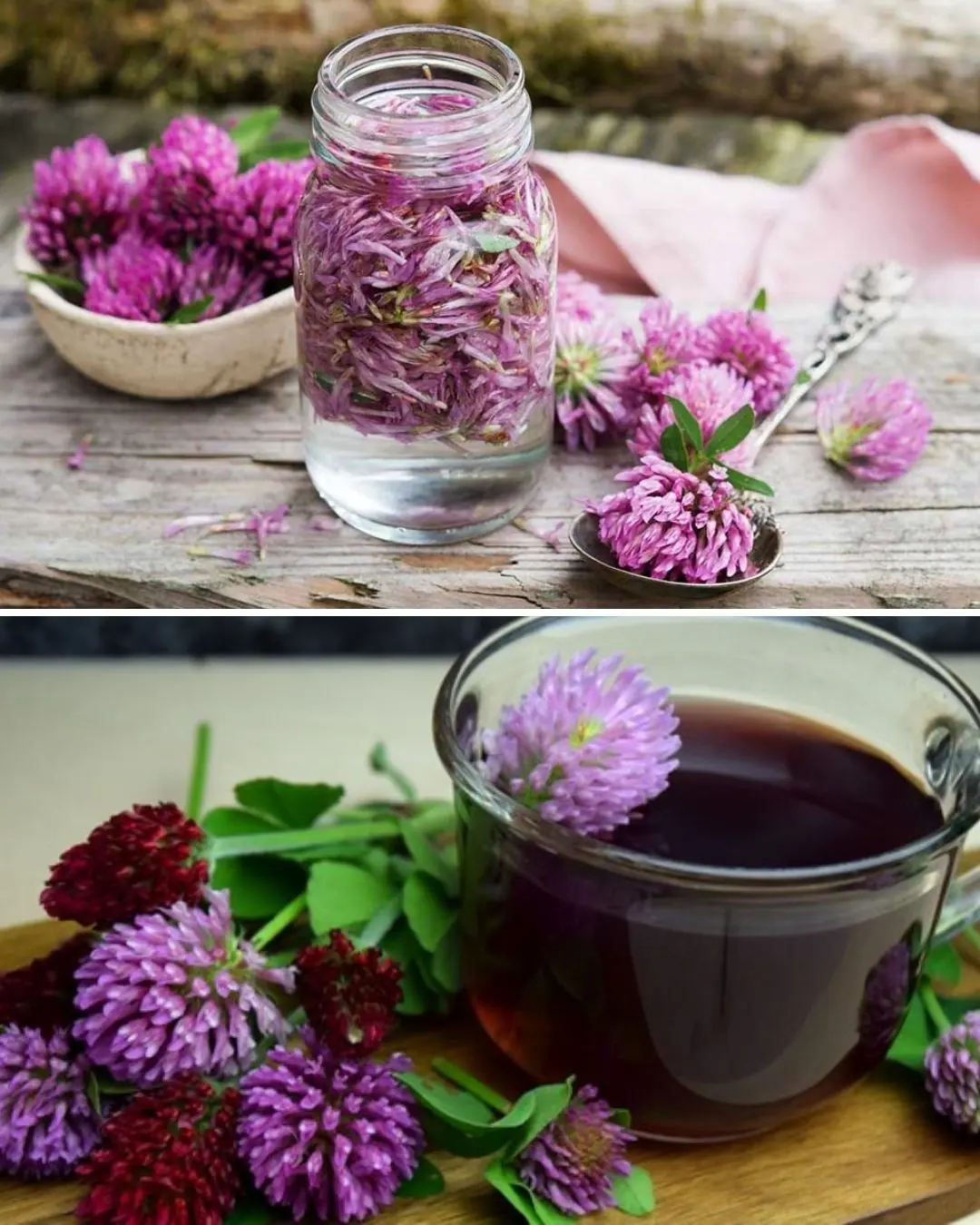 Red Clover: 15 Amazing Benefits and How to Use This Healing Herb