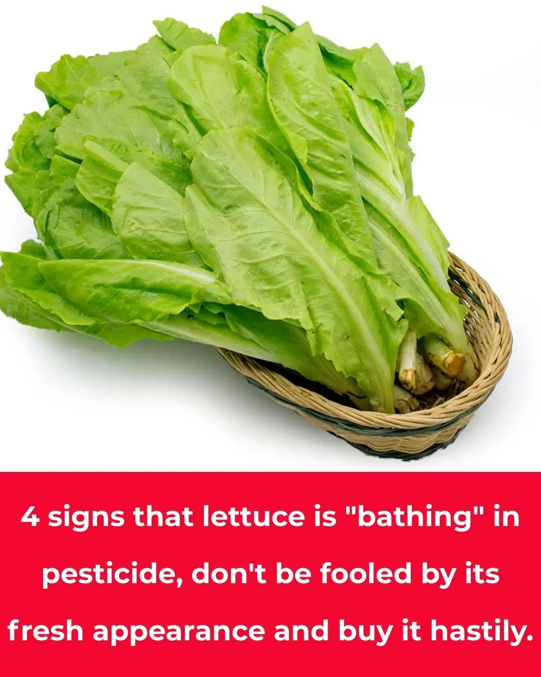 4 signs that expose lettuce "bathed" in pesticides, don't rush to buy it just because it's fresh and delicious