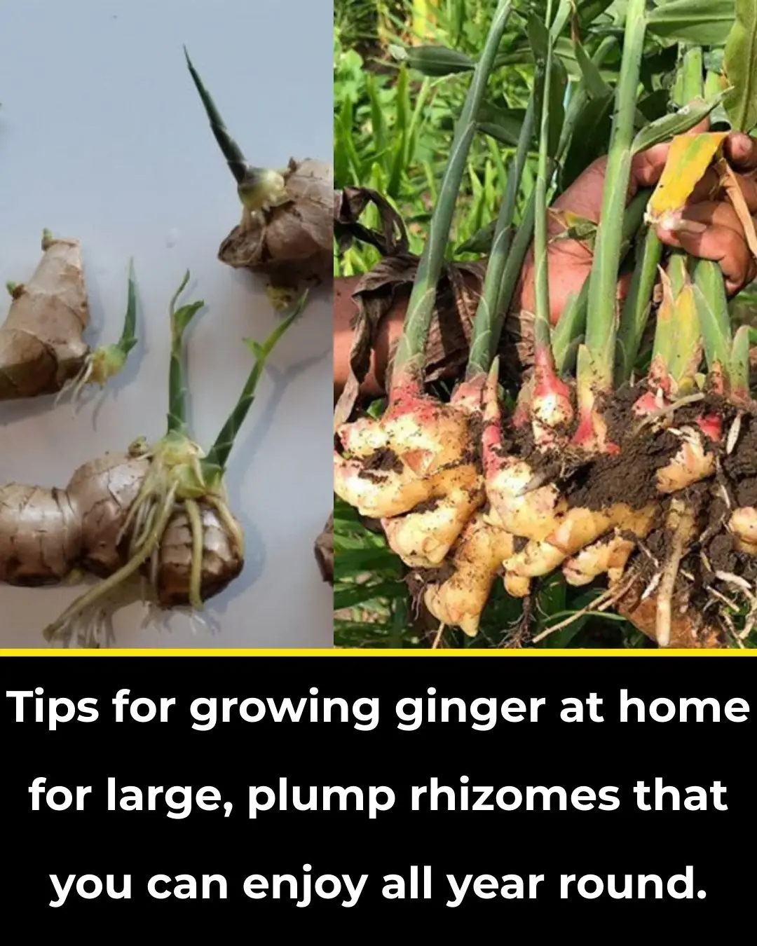 Tips for growing ginger at home for big, plump roots that can be eaten all year round.