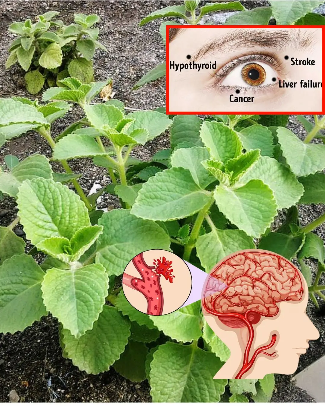 Home Remedies with Cuban Oregano (Orégano Orejón) to Improve Vision