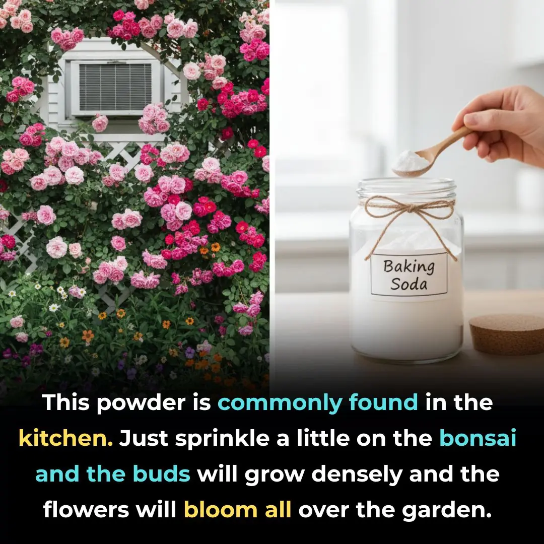This type of powder is often found in the kitchen. Just sprinkle a little on ornamental plants, the buds will be dense, and the flowers will fill the garden