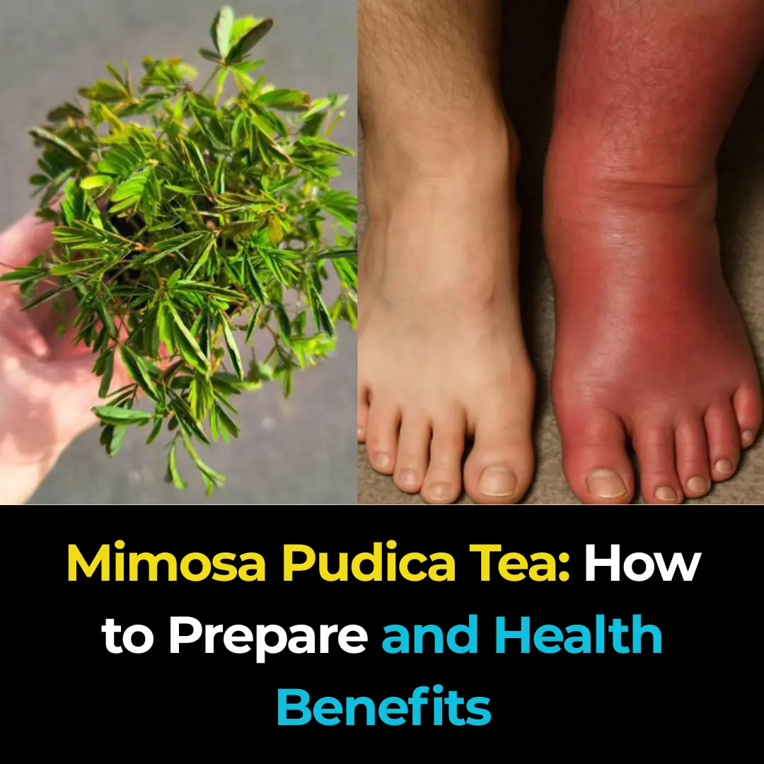 Mimosa Pudica Tea: How to Prepare and Health Benefits
