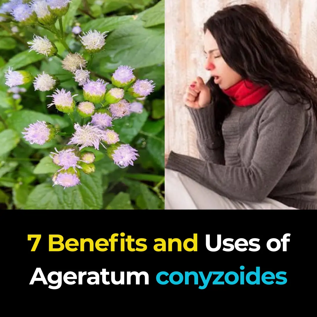 7 Benefits and Uses of Ageratum conyzoides