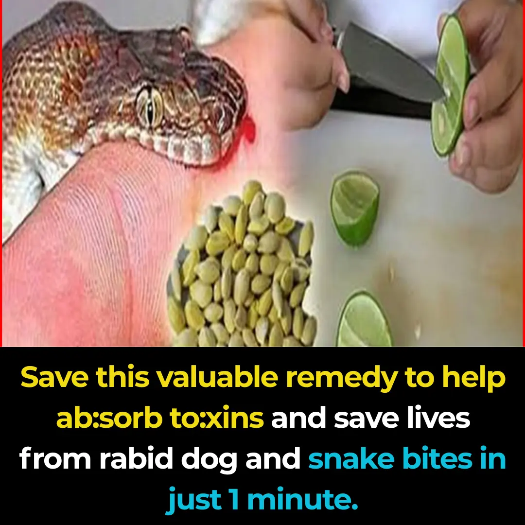 Save this valuable remedy that helps de:toxify and can save the life of someone bitten by a ra:bid d:og or snake in just 1 minute.