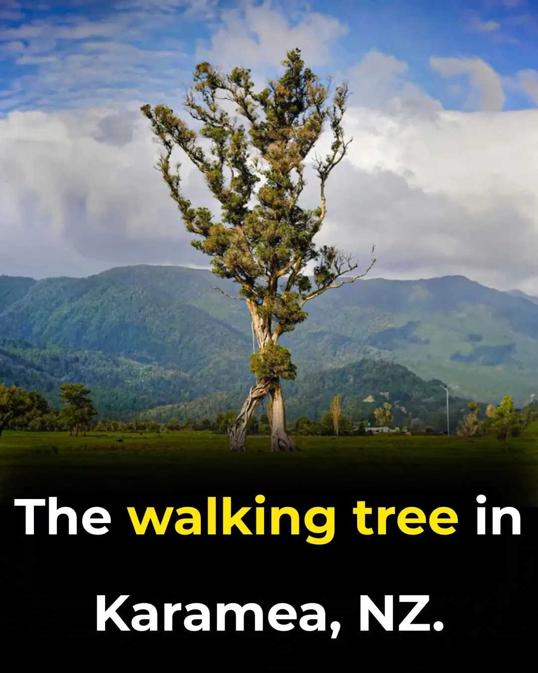 The Walking Trees of Ecuador: They Reportedly Move Up to 20 Meters Per Year
