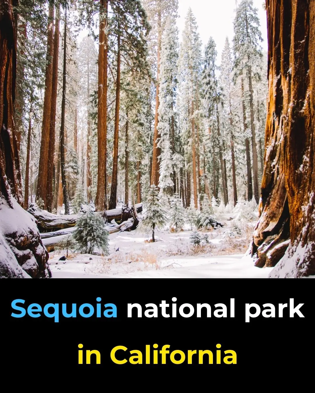 This 3,200-Year-Old Tree Is So Big, It’s Never Been Captured In A Single Photograph…