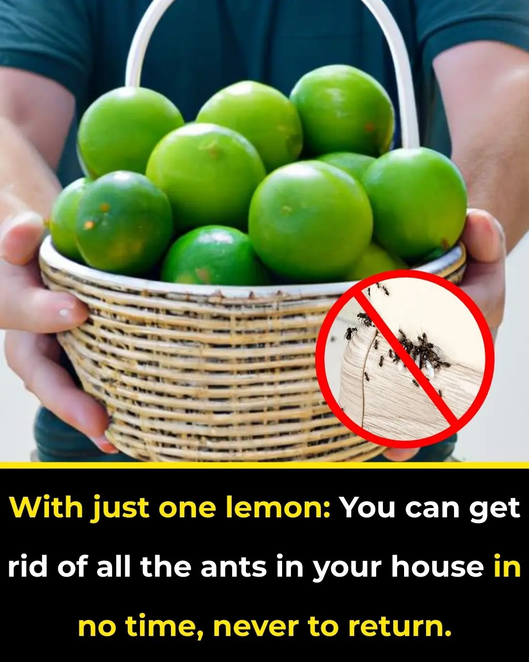 With just one lemon: You can get rid of all the ants in your house in no time, never to return.
