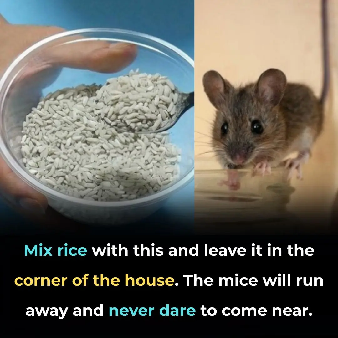 Mix rice with this and leave it in the corner of the house. The mice will run away and never dare to come near