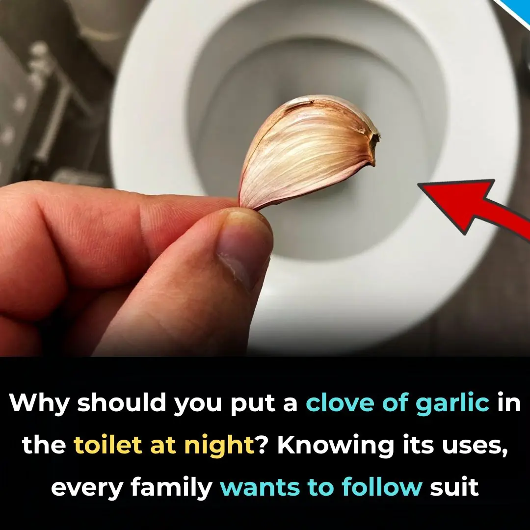 Why should you put a clove of garlic in the toilet at night? Knowing its uses, every family wants to follow suit
