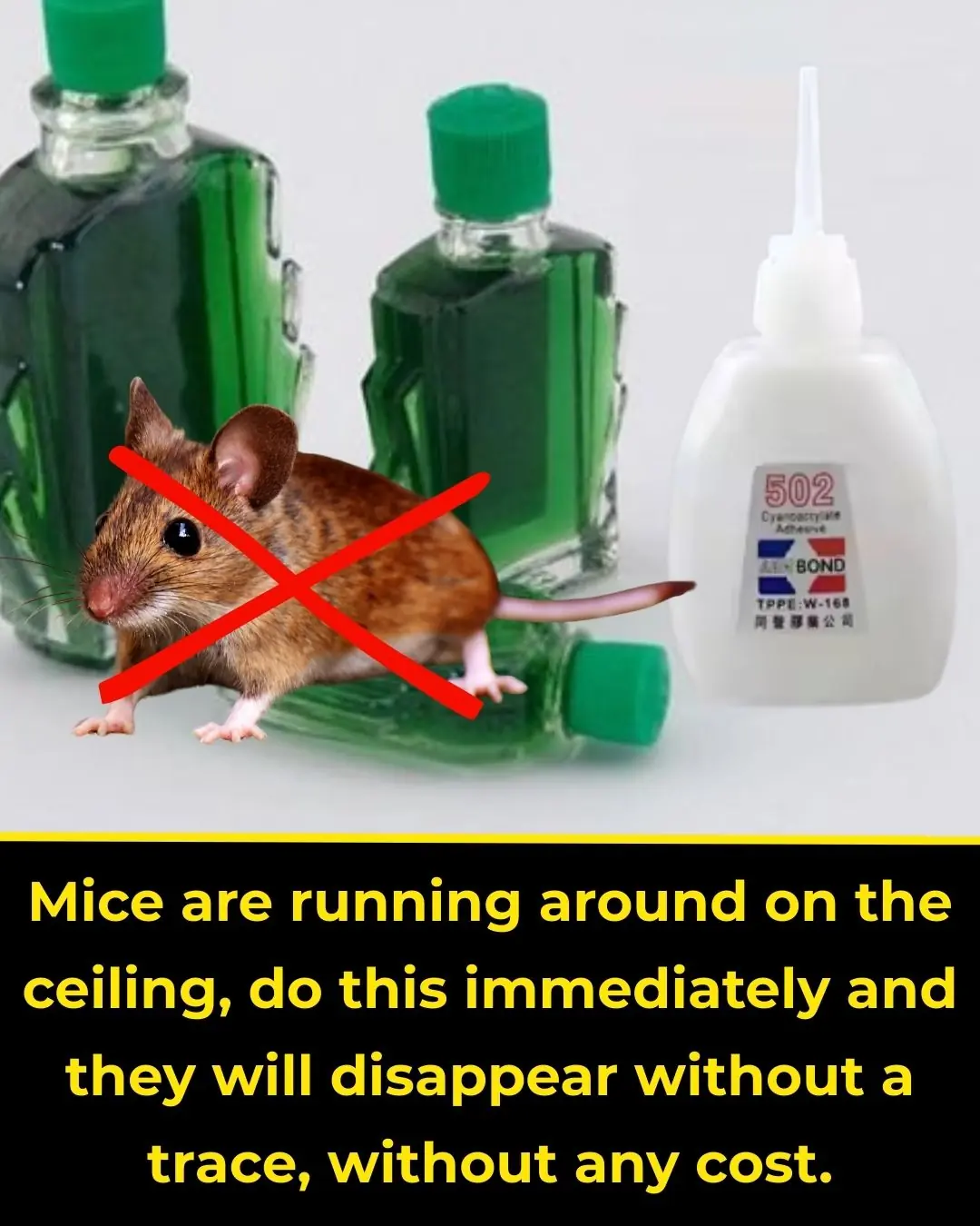 Mice are running around on the ceiling, do this immediately and they will disappear without a trace, without any cost.
