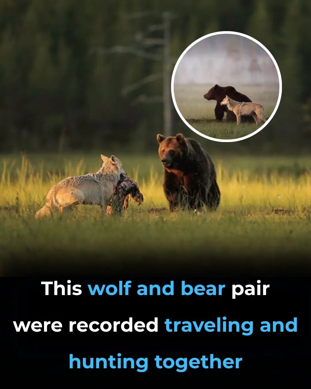 Friendship Between Wolf And Bear Documented By A Photographer