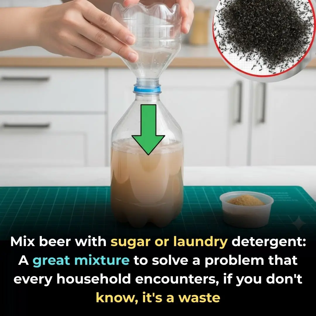 Mixing Beer with Sugar or Laundry Detergent: A Brilliant Solution for a Common Household Problem You Didn’t Know About