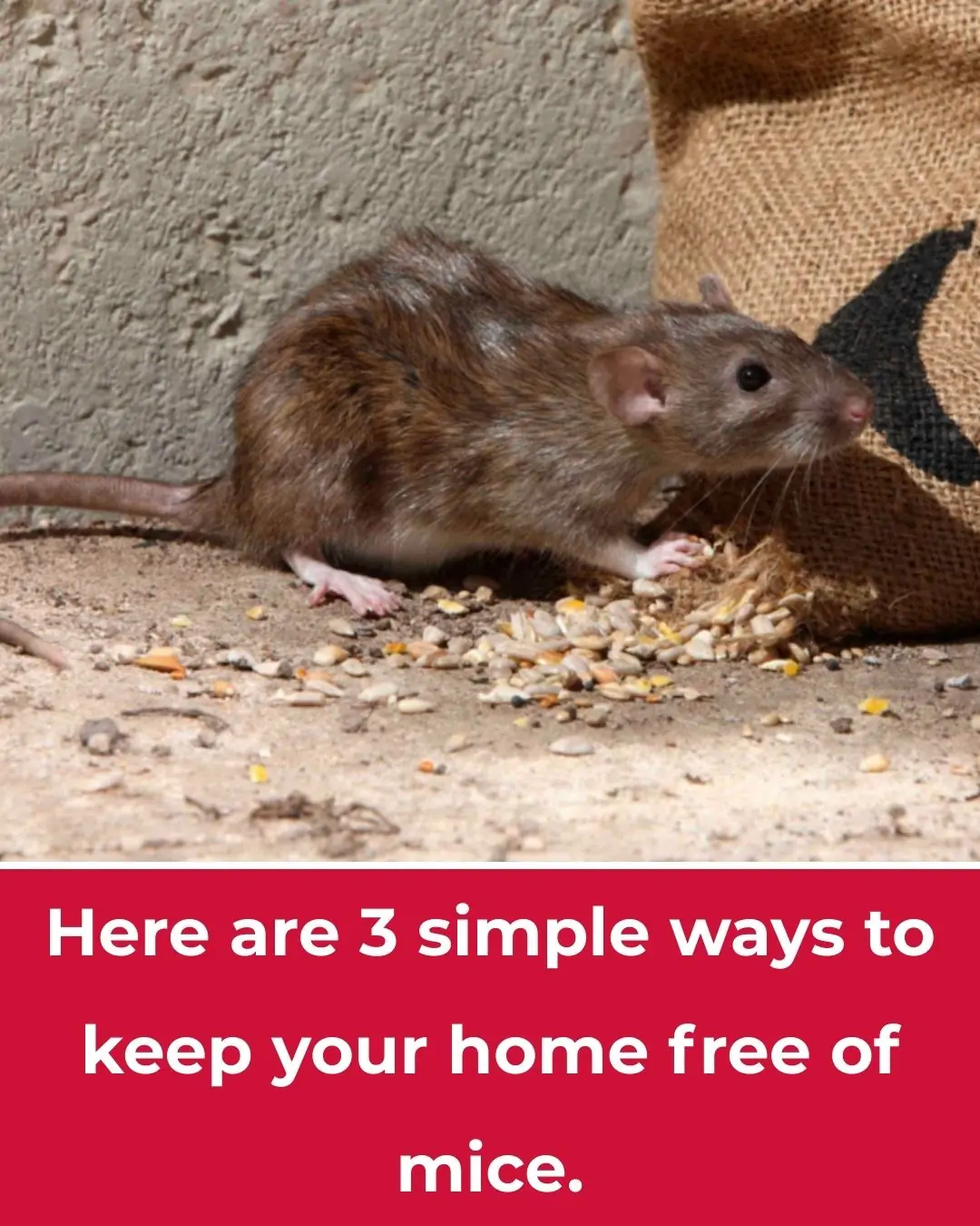 Here are 3 simple ways to keep your home free of mice.