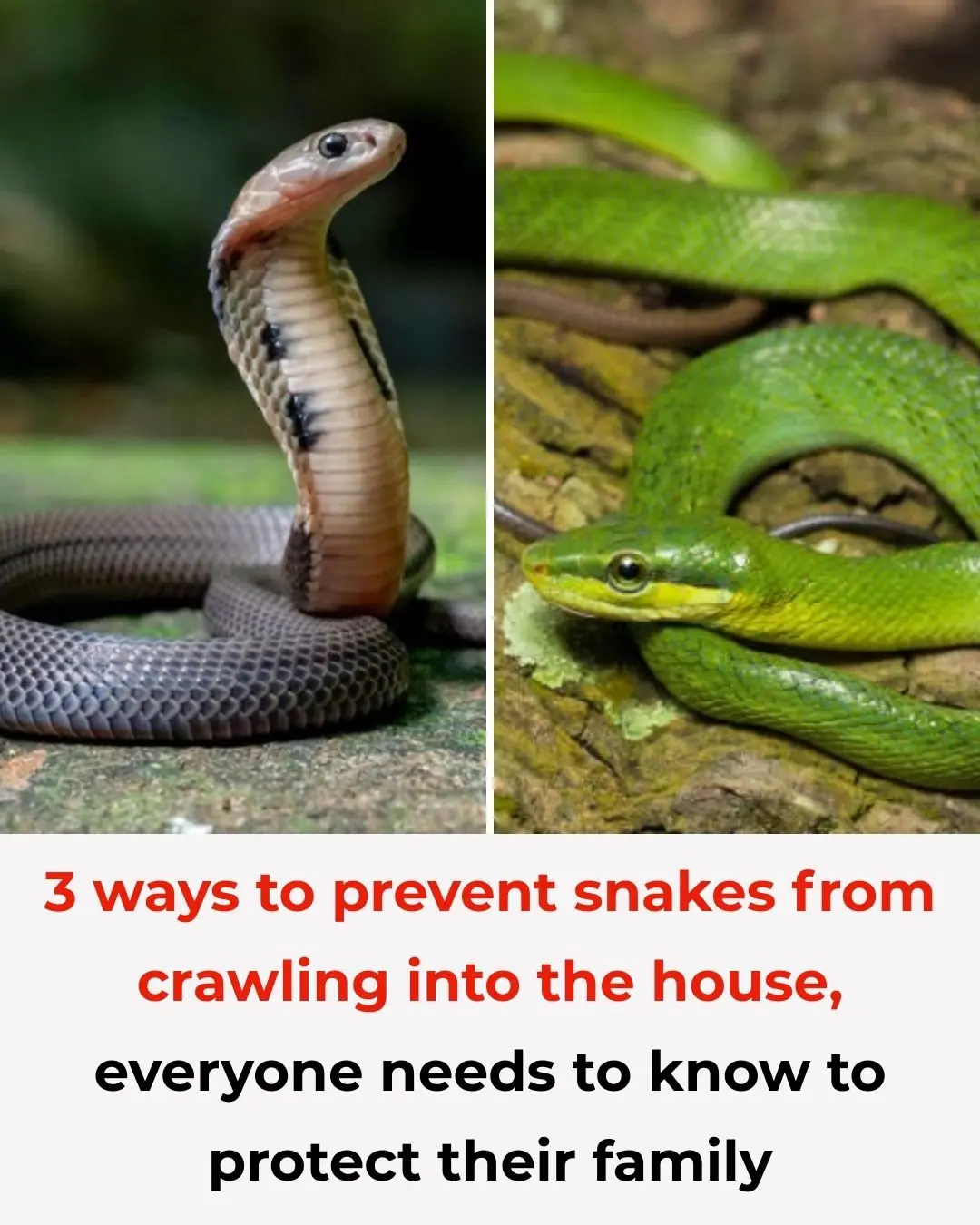 3 ways to prevent snakes from crawling into the house, everyone needs to know to protect their family