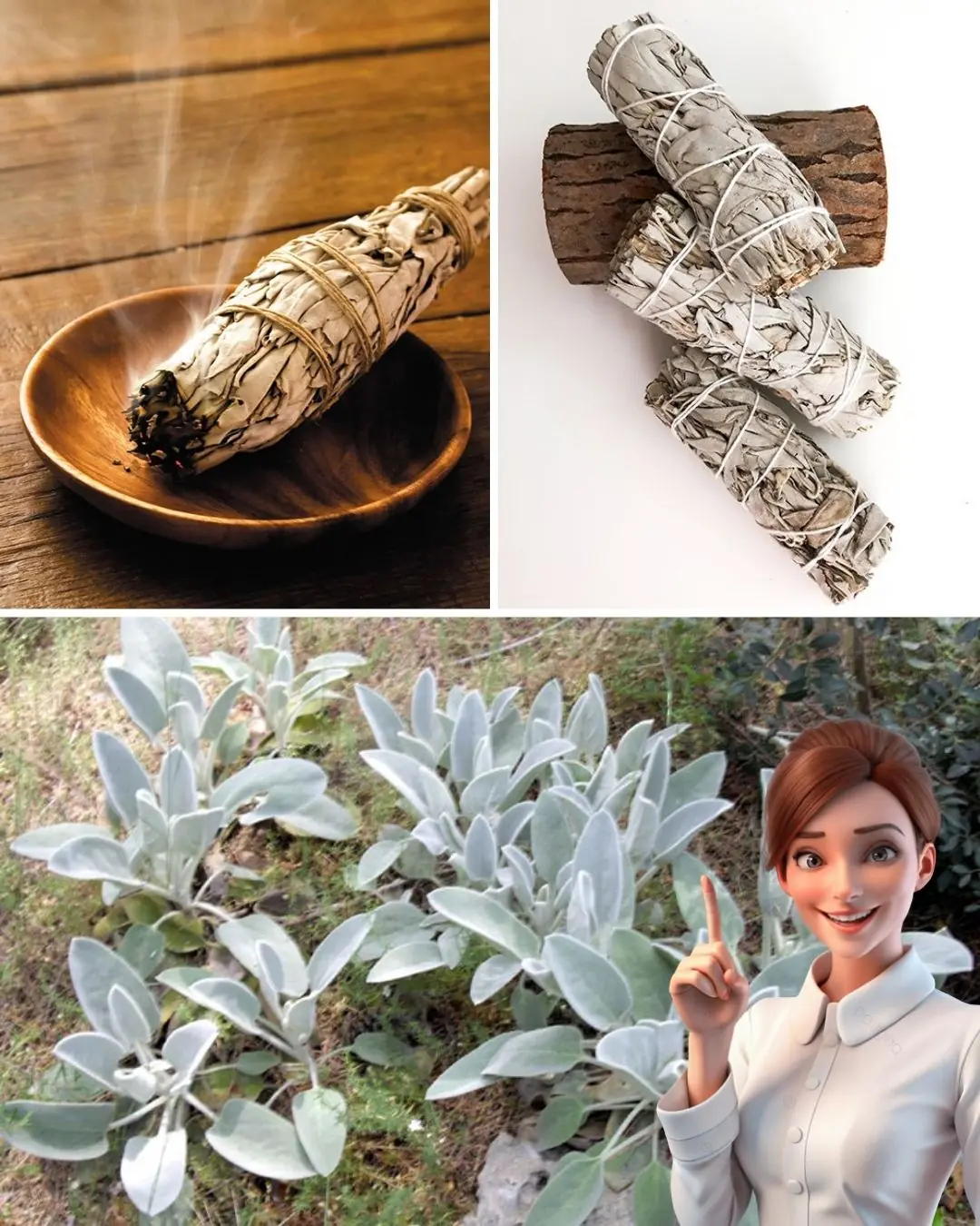 🌿 Unlock the Ancient Art of Sage Burning: Cleanse Your Space, Mind, and Soul