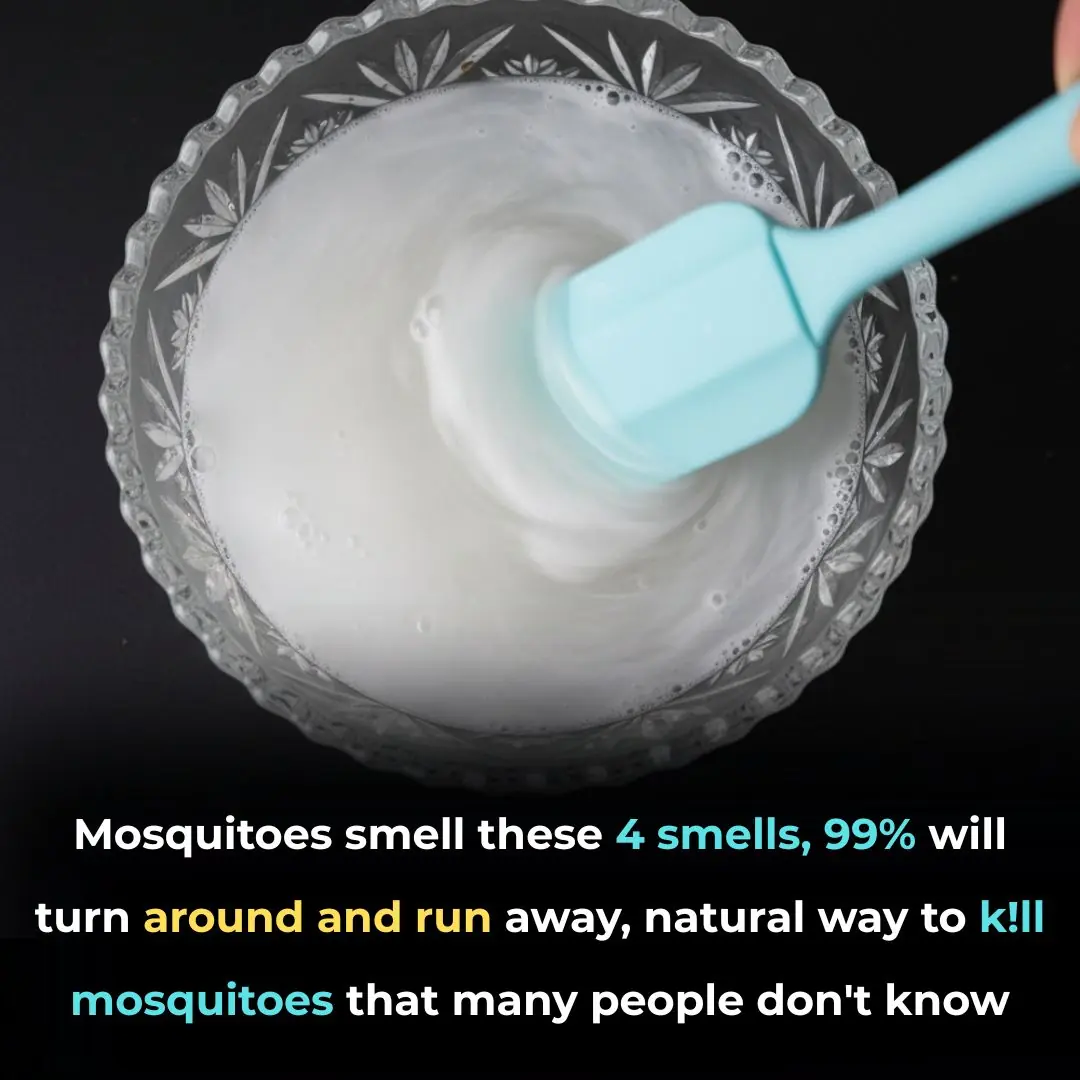 Mosquitoes smell these 4 smells, 99% will turn around and run away, natural way to kill mosquitoes that many people don't know