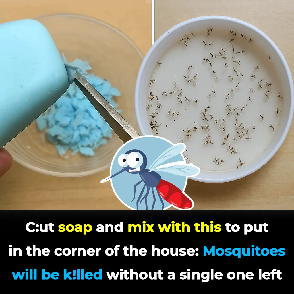 Cut soap and mix with this to put in the corner of the house: Mosquitoes will fly black