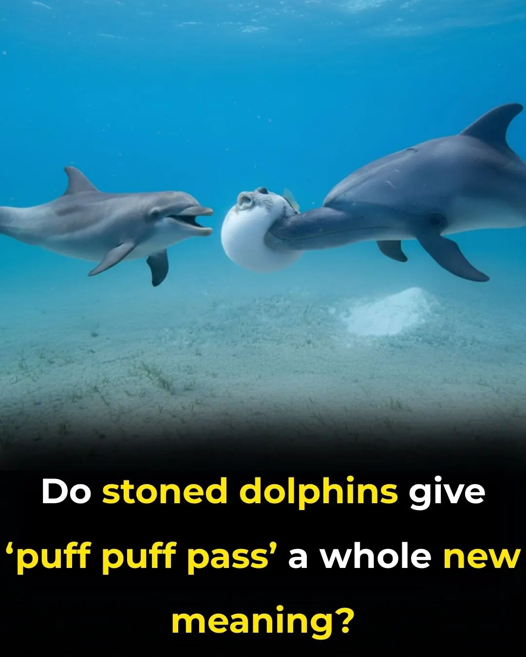 Do Stoned Dolphins Give âPuff Puff Passâ A Whole New Meaning?