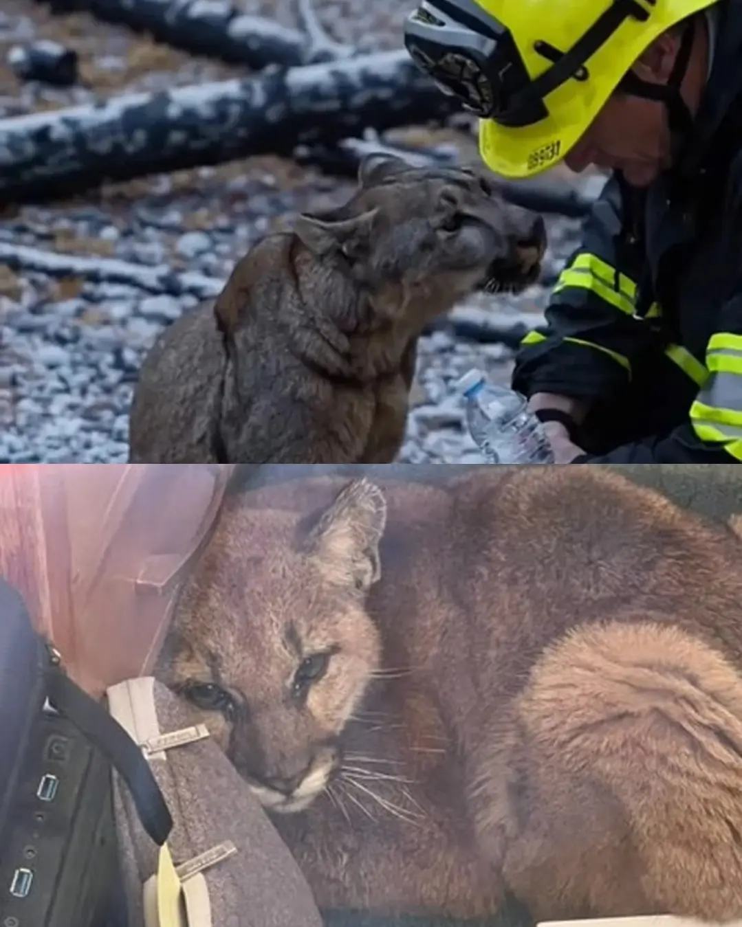 The Firefighter and the Mountain Lion.