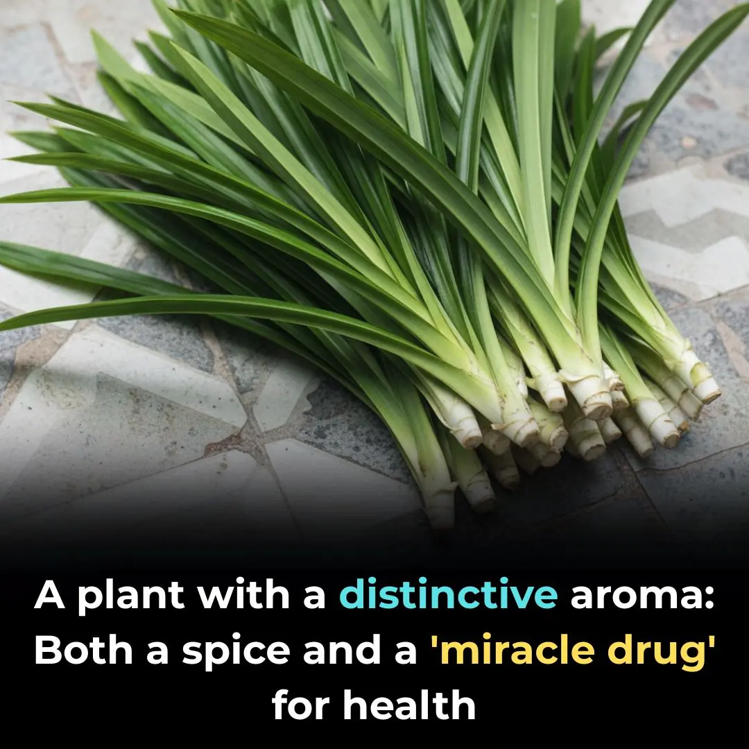 A plant with a distinctive aroma: Both a spice and a 'miracle drug' for health