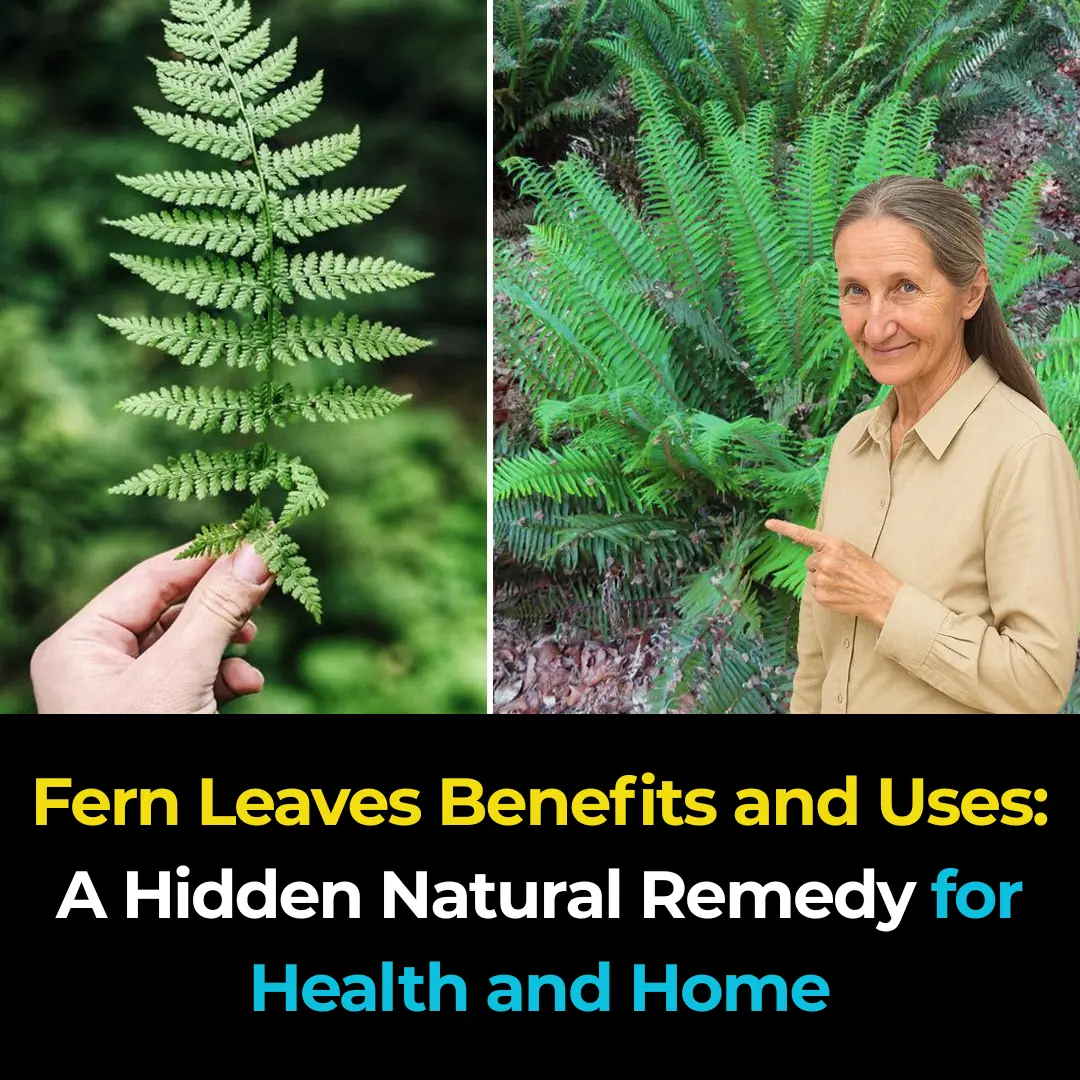 Fern Leaves Benefits and Uses: A Hidden Natural Remedy for Health and Home
