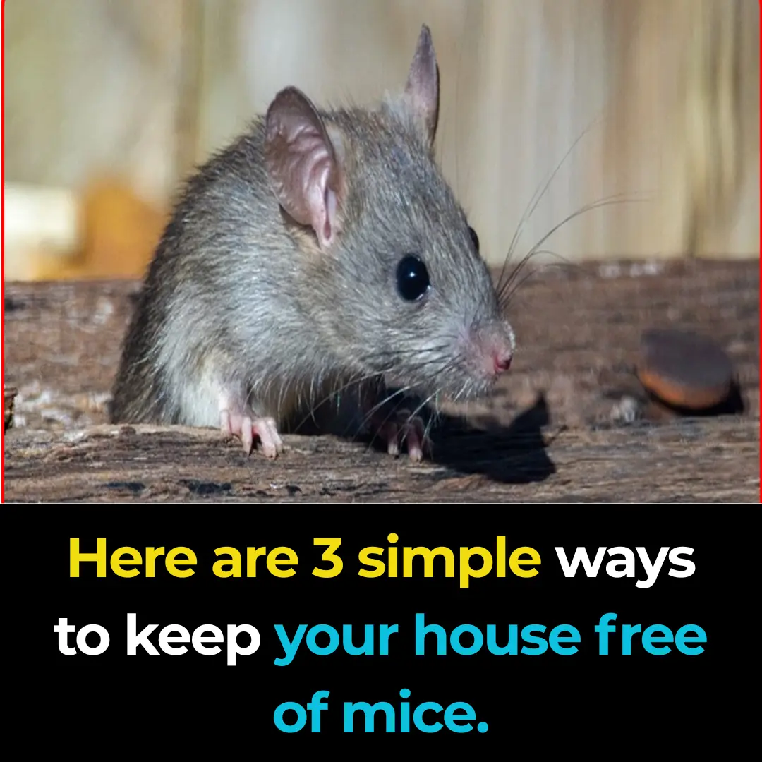 Here are 3 simple methods to make sure there are no mice in your house.