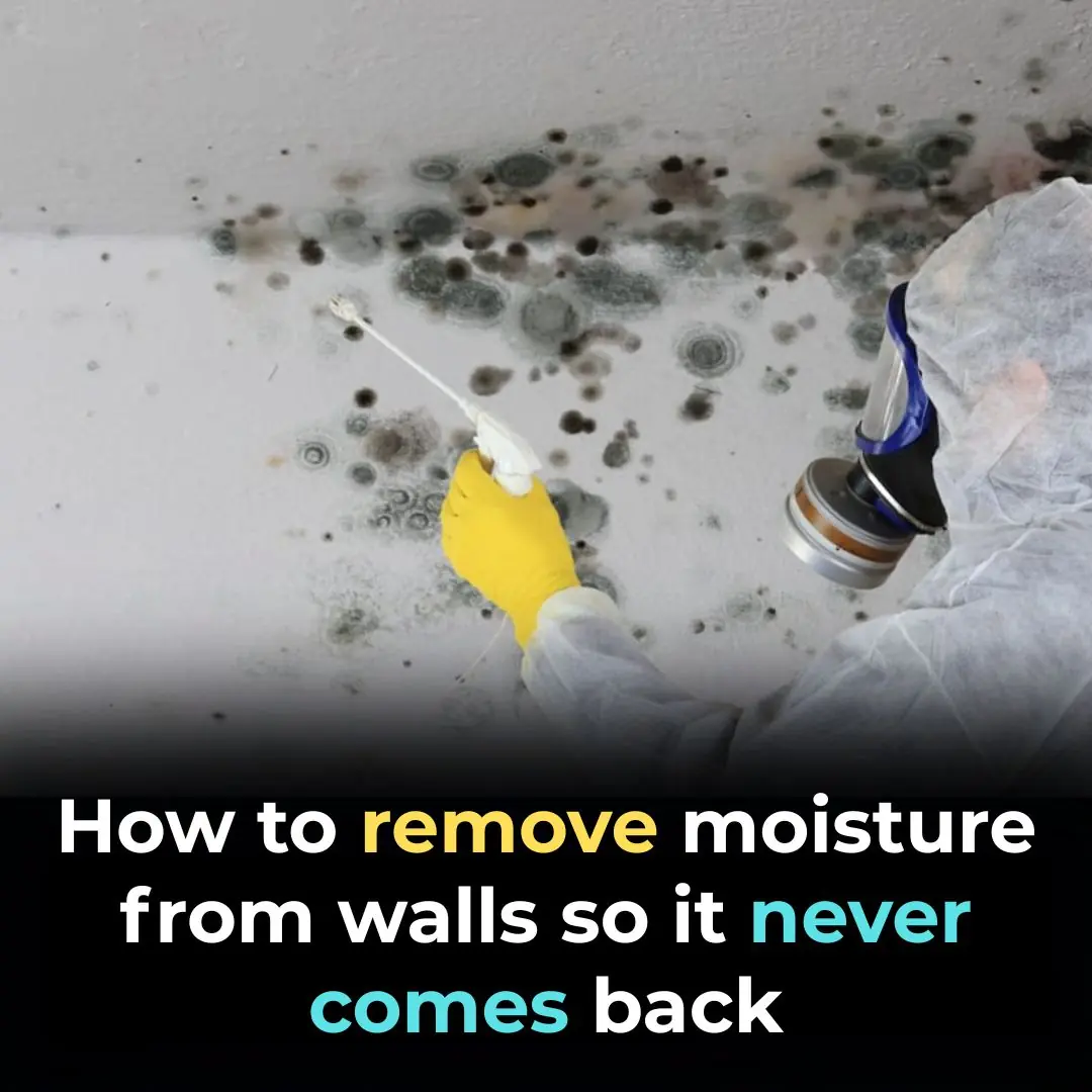 How to Get Rid of Dampness and Mold on Your Walls for Good