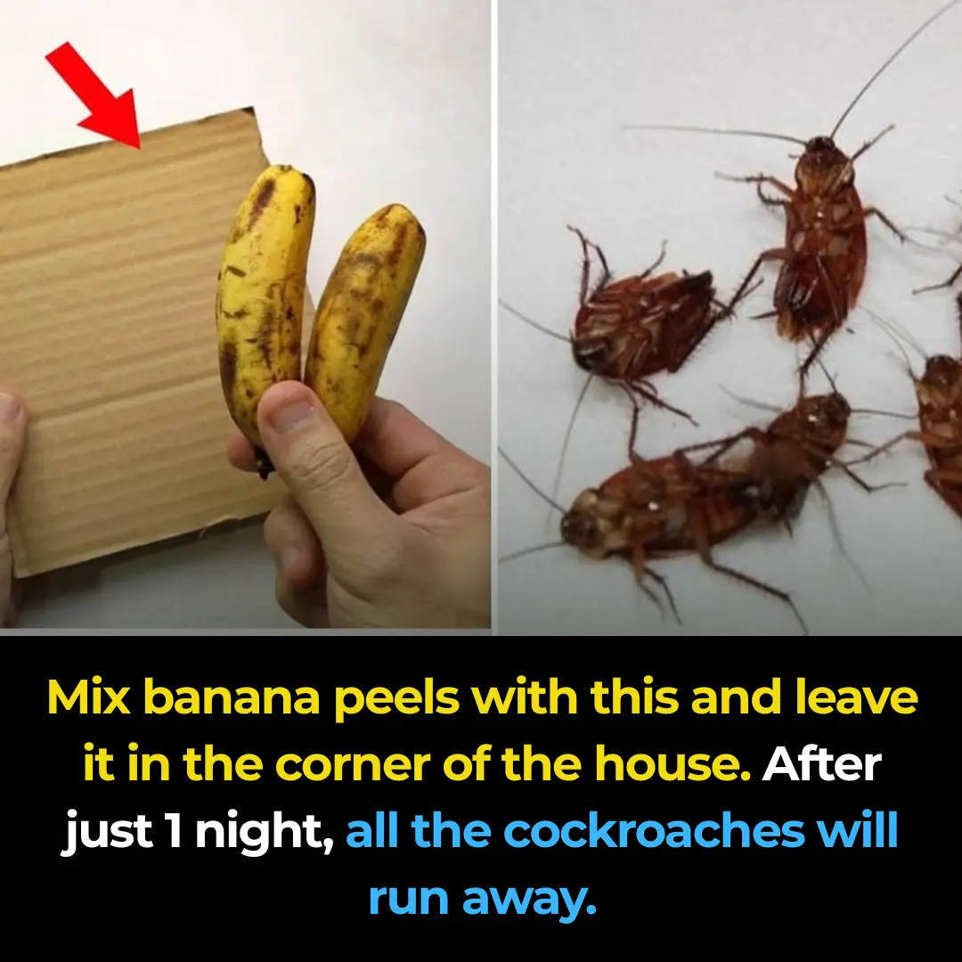 Mix banana peels with something and leave it in the corner of the house ...