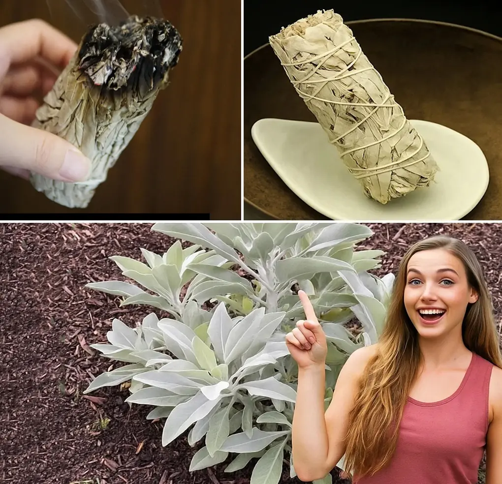 The Hidden Magic of Sage Burning: Transform Your Home, Mind, and Spirit