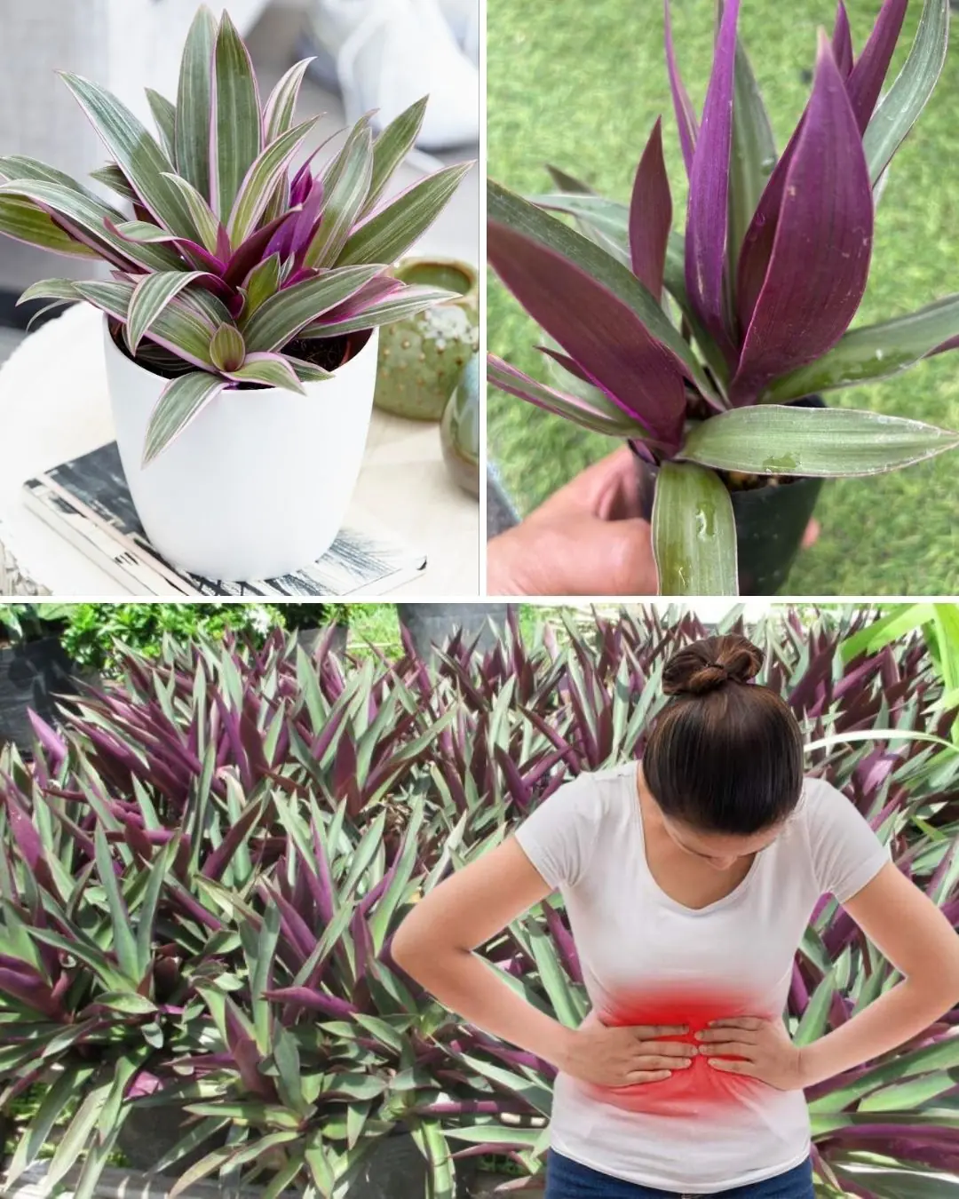 Say Goodbye to Urinary Infections, Asthma, Diabetes, Poor Circulation, Fatty Liver, and Hypertension: The Secret of Moses-in-the-Cradle Plant